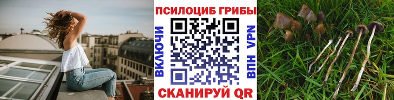 Галлюциногенные грибы Psilocybine cubensis  магазин продажи   Гдов 